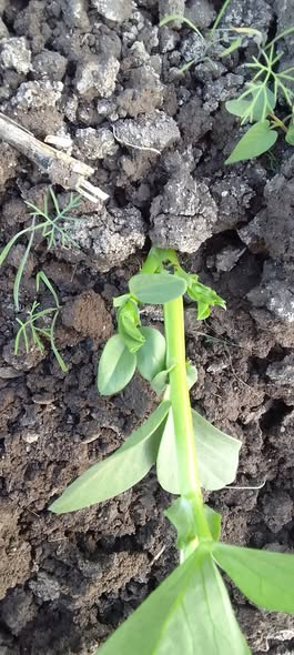 افيدونا جزاكم الله كل خير الفول ده 21 يوم مرشوش حشر مبيد لمبادا ممكن ارويه امتى وارش اي  ثاني   هو حاليا في مرحله تفريع